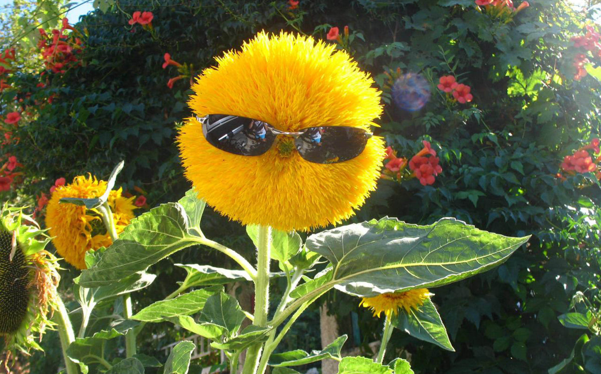 What are the best herbal remedies to help you quit smoking? Ripple+