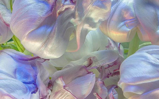 Purple fluorescent flowers - Do Aromatherapy Diffusers Work - Ripple+